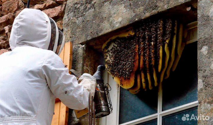 Благовещенск Уничтожение Клопы Тараканы Блохи Осы