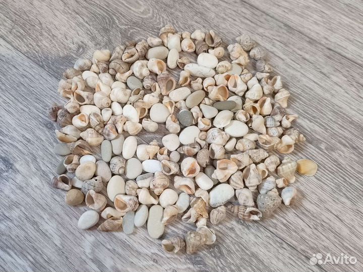 Морские ракушки раковины