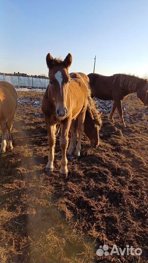 Элитные жеребцы советские тяжеловозы - отьем
