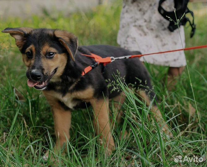 Щенок в добрые руки бесплатно