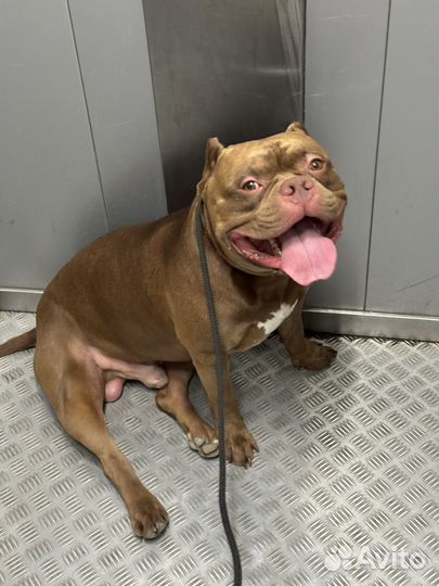 Американский Булля Внук Феррари приглашает невест