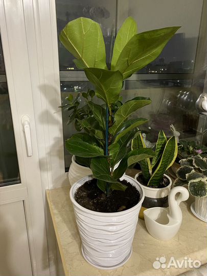 Фикус лирата бамбино