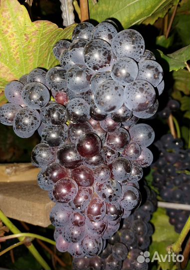 Чубуки, черенки, рассада винограда