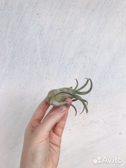 Тилландсия Голова медузы