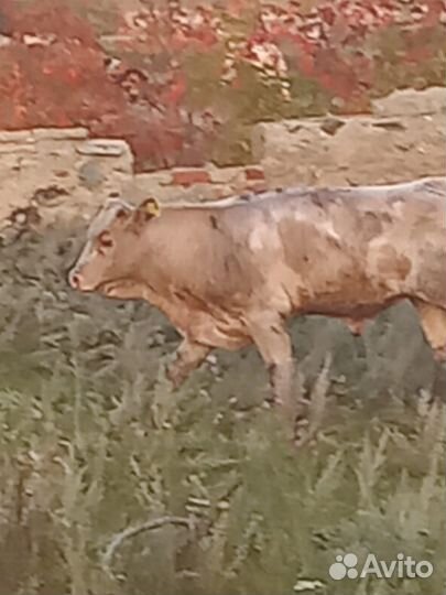 Телята быки на откорм