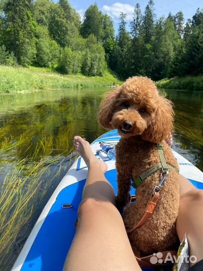 Сап борд аренда