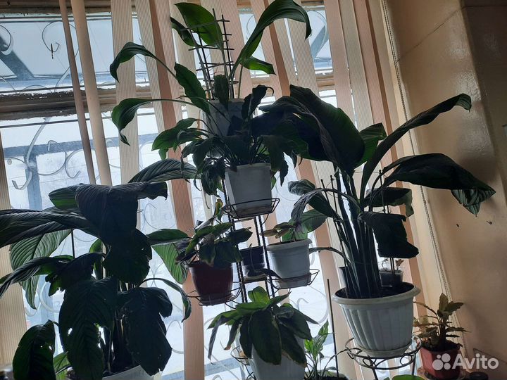 Спатифиллум Сенсация