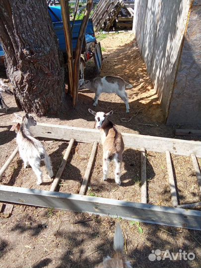 Козлята