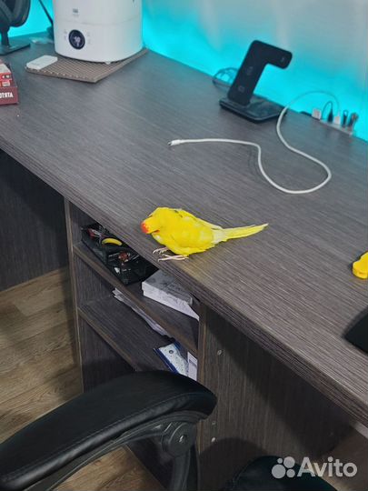 Попугаи Корелла и Какарик