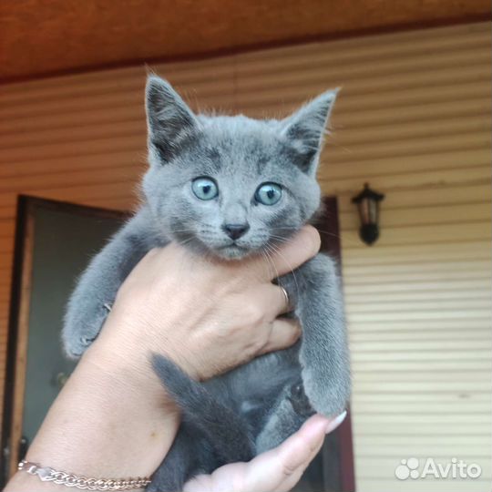 Котята в добрые руки 2 месяц