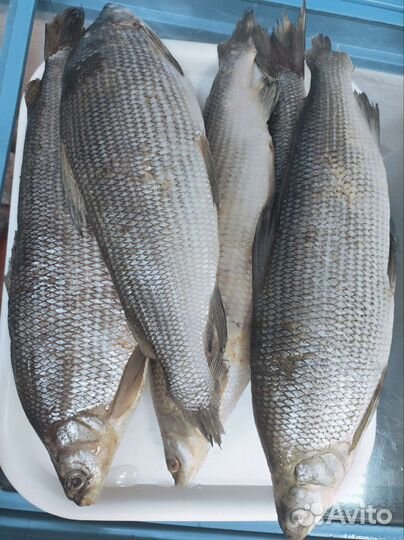 Муксун свежемороженый