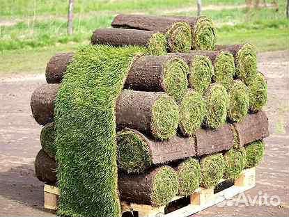 Рулонный газон под ключ и обслуживание