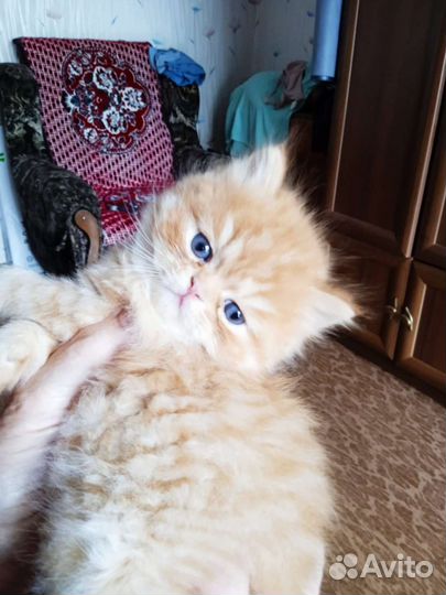Британские котята