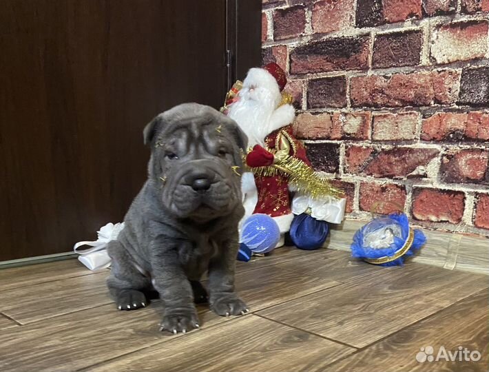 Щенки шарпея