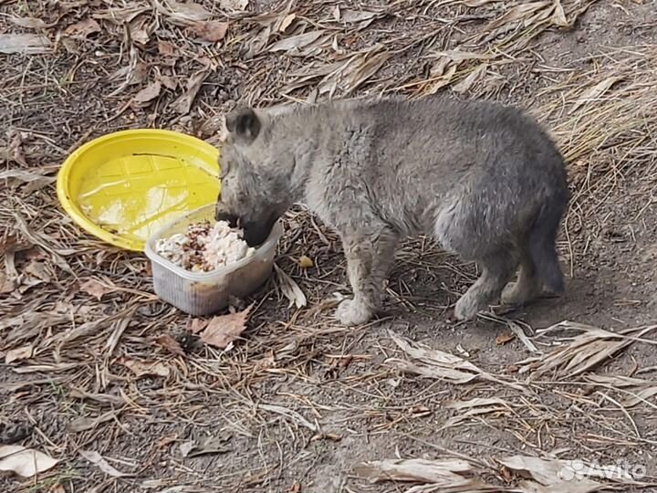 Щенок 1,5 месяца