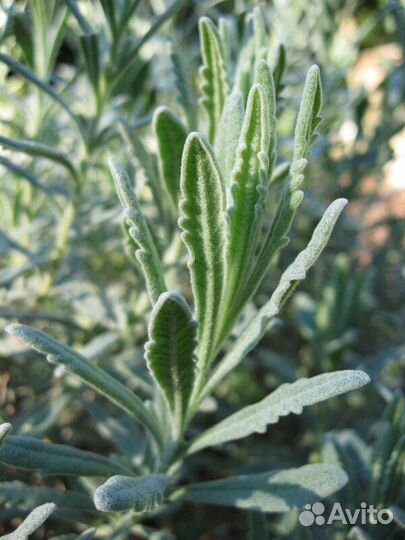 Кусты зубчатой лаванды, 3-летки