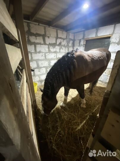 Постой лошадей