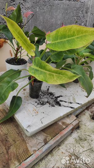 Филодендрон голден спиар(Тонг прокай)