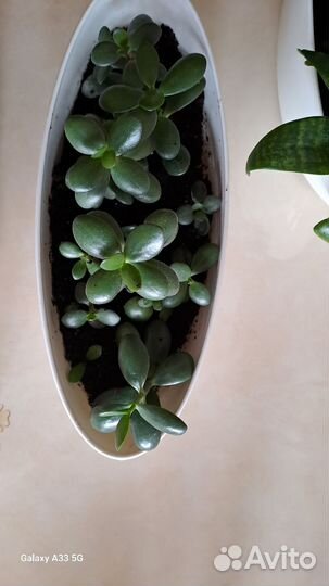 Сансевиерия и денежное дерево