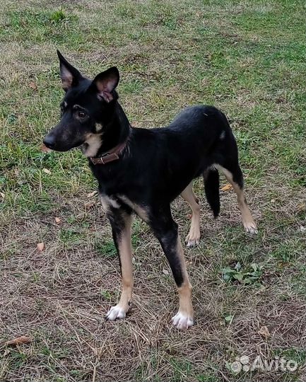 Собачке необходим дом