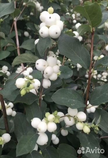 Снежноягодник