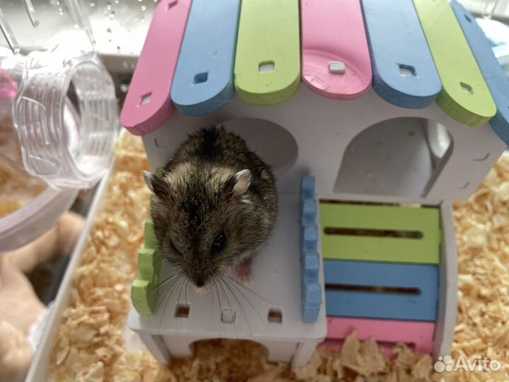 Джунгарский хомяк