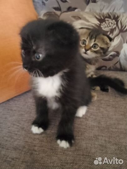 Отдам кота в добрые руки
