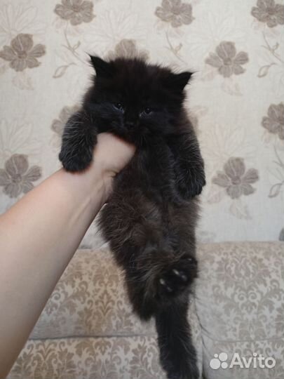 Котенок