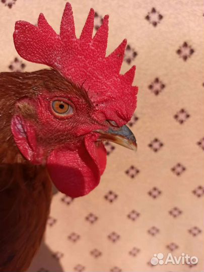 Молодые петухи