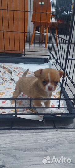 Щенок Чихуахуа мини