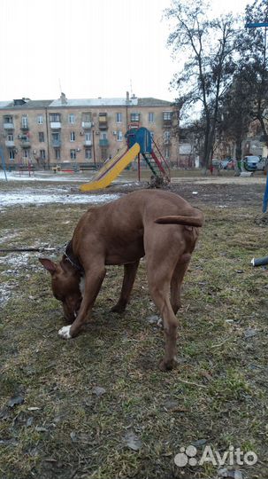 Питбуль в добрые руки