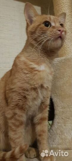 Рыжее счастье ищет свой дом