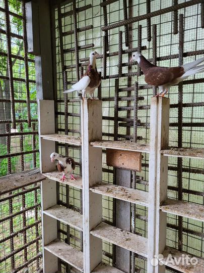 Голуби акбаши,Ленинаканцы пара