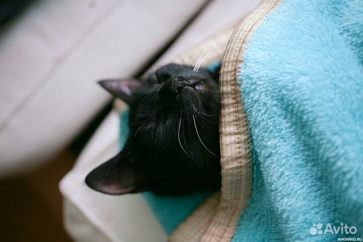 Боня -ласковая черная девочка 3.5 мес в дар