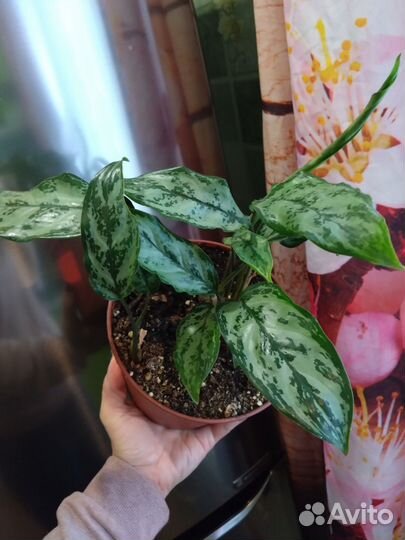 Аглаонема Ромео