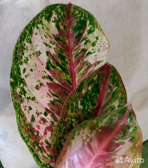 Аглаонема 10 карат (Паинтед Селебрейшн)