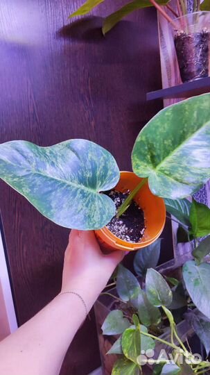 Филодендрон гигантум вариегатный