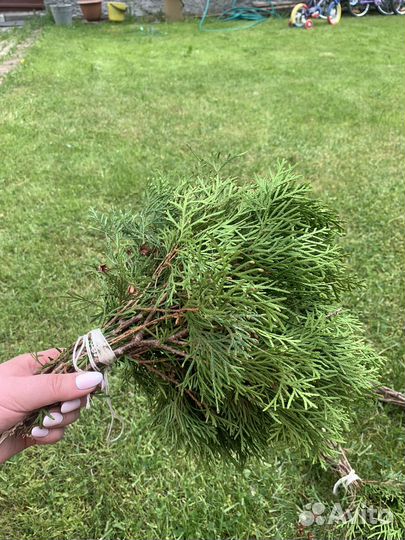 Веник из туи