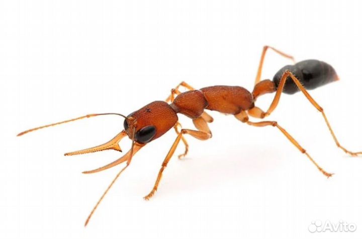 Муравьи