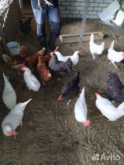 Домашние куриные яйца