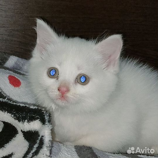 Турецкая ангора
