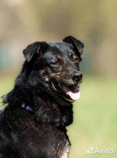 Муша ищет самых лучших хозяев