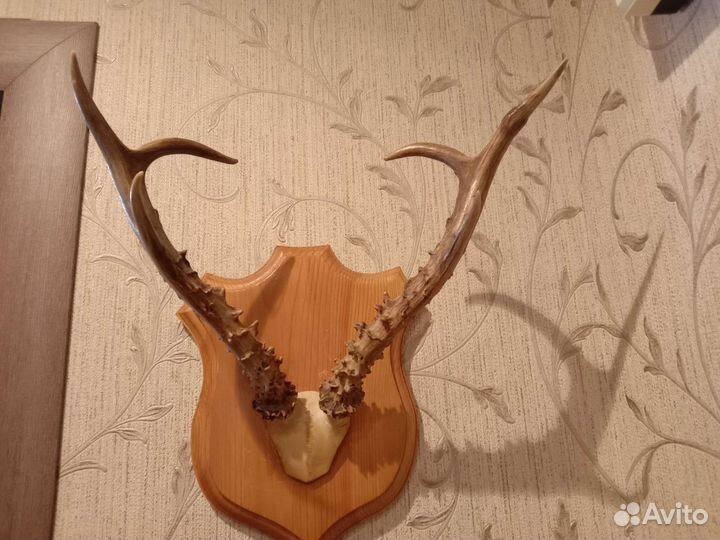 Рога косули