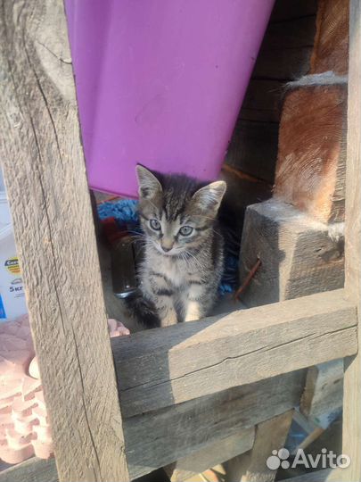 Кошка в дар