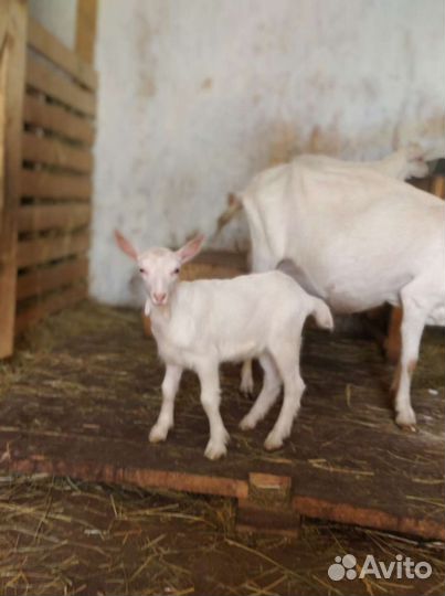 Козочка зааненская