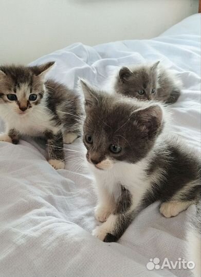 Котята в добрые руки