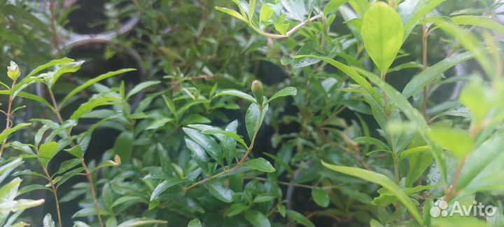 Гранат комнатный Нана