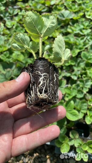 Касетная рассада земляники садовой