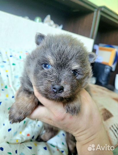 Редкий щенок шпица