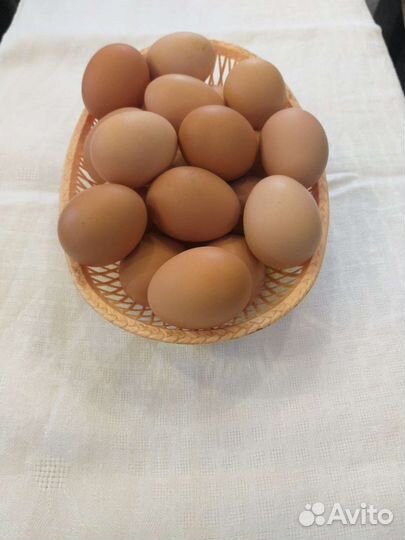 Домашние куриные яйца
